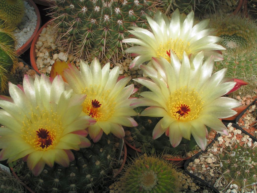 Notocactus apricus